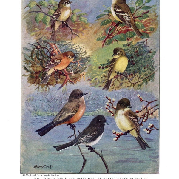 Lot of 5 Vintage Bird Prints, Flycatchers And Other Friends In Feathers, Sparrows, Towhees, Longspurs, National Geographic Vintage Ephemera