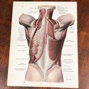 LOT OF 2 Back Muscle Anatomy Prints, Genuine 1922