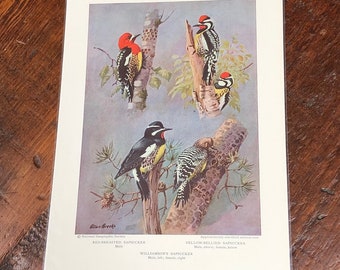 SAPSUCKER WOODPECKERS bird Print Vintage, Vintage Ephemera