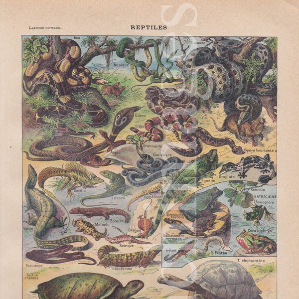 Reptiles, curiosity cabinet French vintage original print color illustration to frame signed A. Millot, snake, turtle, crocodile 1920's A4