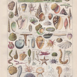 Shellfish, Echinoderm,  Shells, Marine life, curiosity cabinet French vintage original print color illustration to frame A4 signed A. Millot