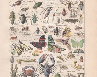 1920&#39;s french vintage original print color illustration Arthropods Butterflies Insects curiosity cabinet lobster
