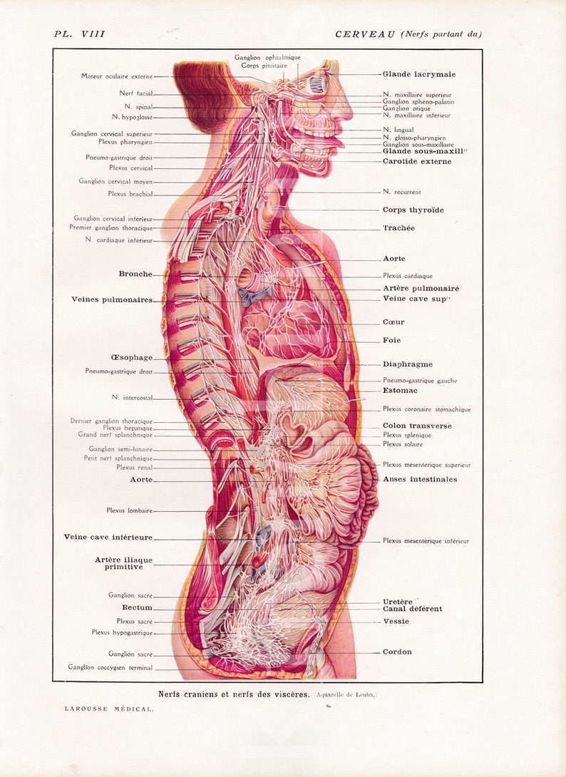 Brain /& Nerves Anatomy plate French vintage original print 1920/'s Medical curiosity cabinet science illustration to frame wall art human