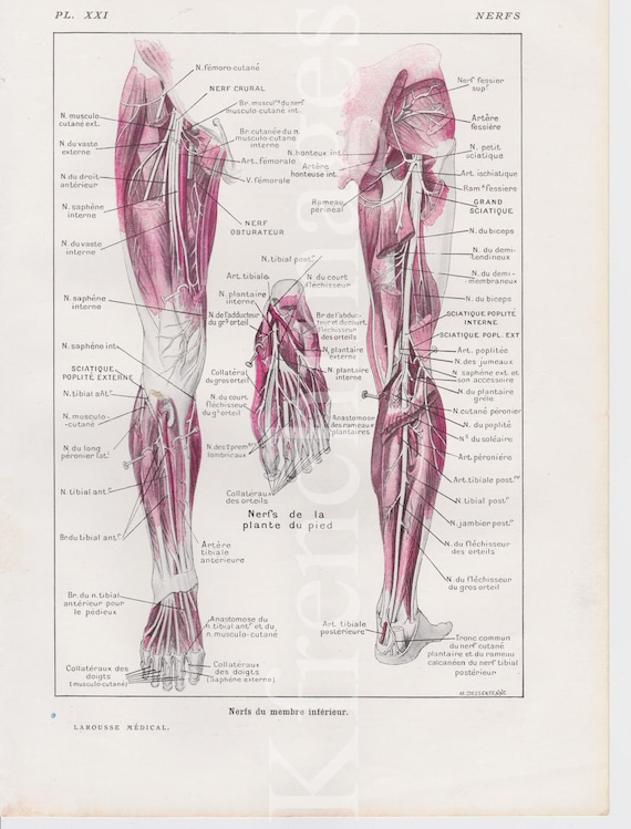 Beine Nerven Anatomie Platte Franzosisch Vintage Original Etsy