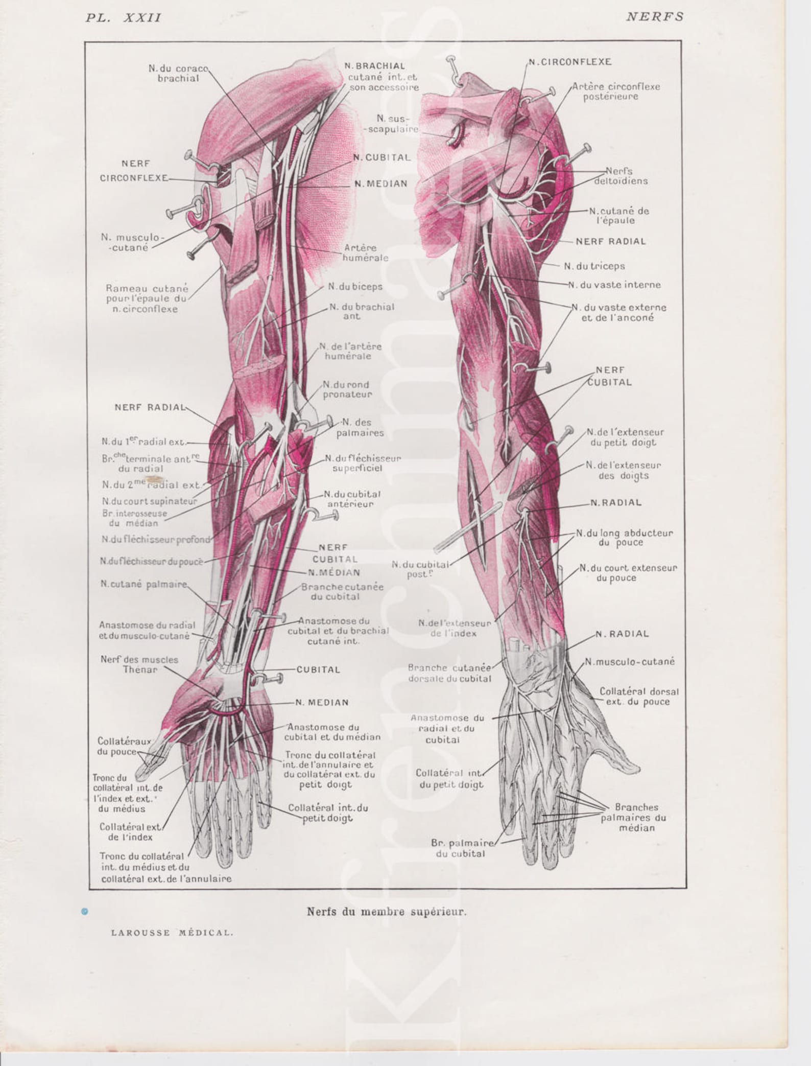 Bras Nerfs Anatomie plaque Français vintage imprimé original des années 1920 Illustration de