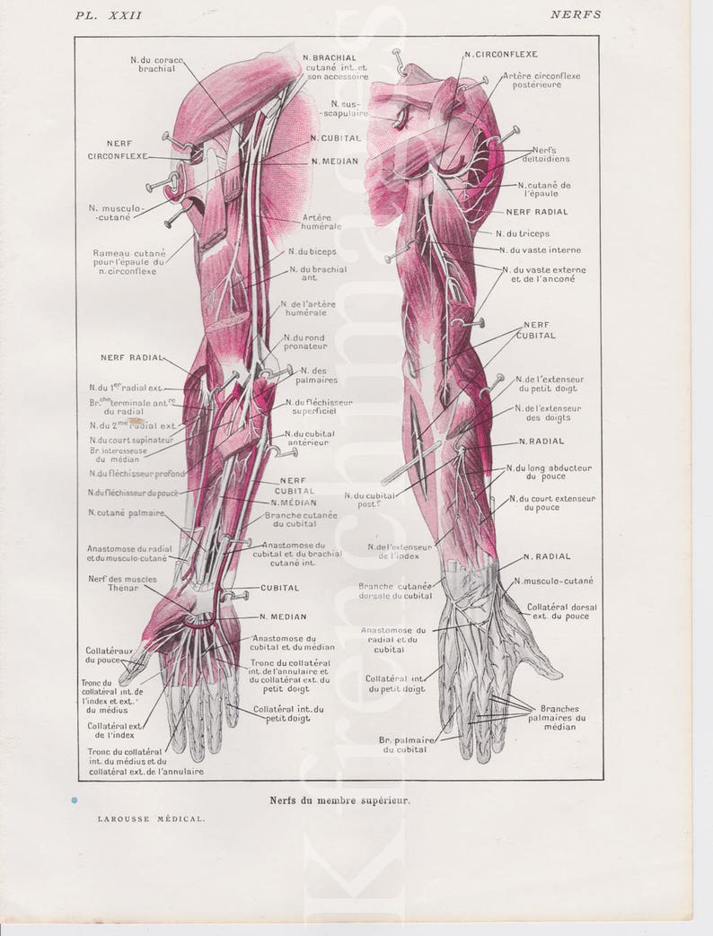 Les bras nerfs anatomie plaque Français vintage 1920 ' s | Etsy