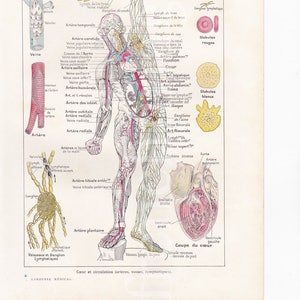 Blood & lymphatic system Anatomy plate French vintage original print 1920&#39;s Medical or curiosity cabinet illustration to frame wall art
