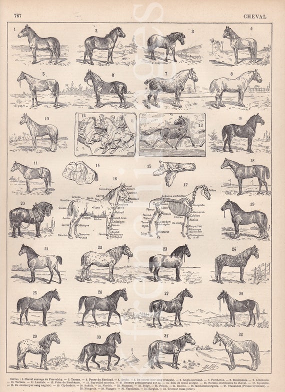 French Equine Anatomy Chart