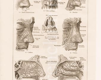 Nose Face Anatomy plaque Français’impression originale vintage des années 1920 Medical ou curiosité armoire illustration à cadrer, mur art poster tête humaine