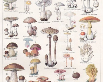 Assiette Champignons Toxiques et Comestibles français vintage tirage original couleur illustration dessins jardin botanique médecine cabinet de curiosité 1920