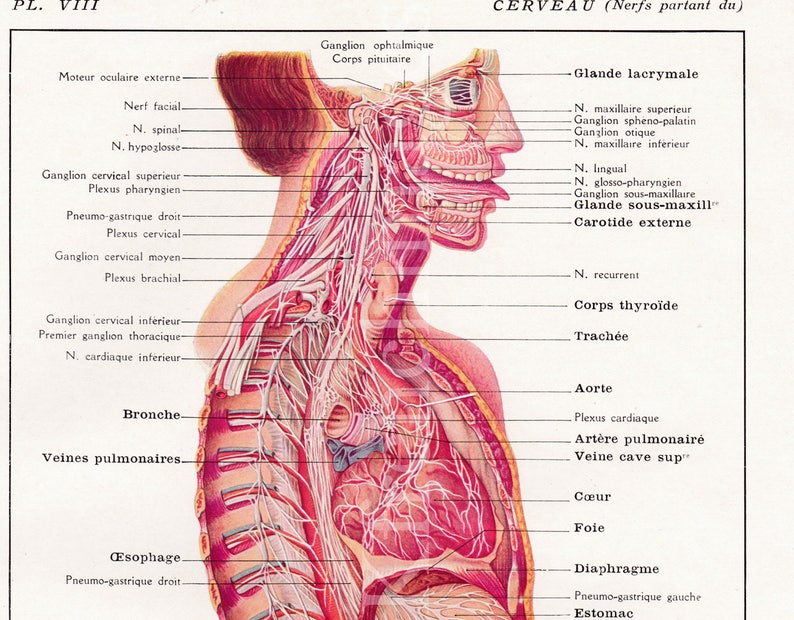 Brain /& Nerves Anatomy plate French vintage original print 1920/'s Medical curiosity cabinet science illustration to frame wall art human