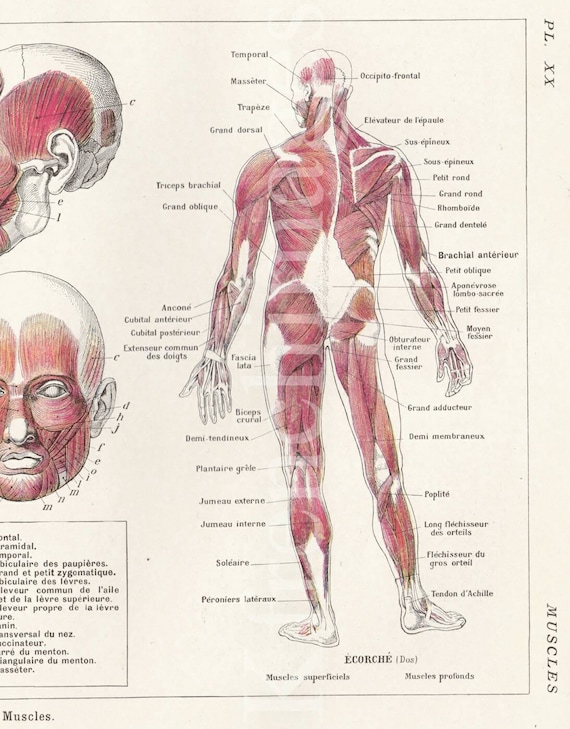 Body Muscles Anatomy Plate French Vintage Original Print Etsy Singapore