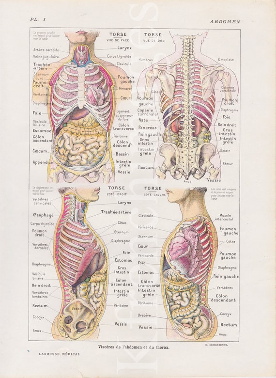 Torso Anatomy Plate French Vintage Original Print 1920 S Etsy