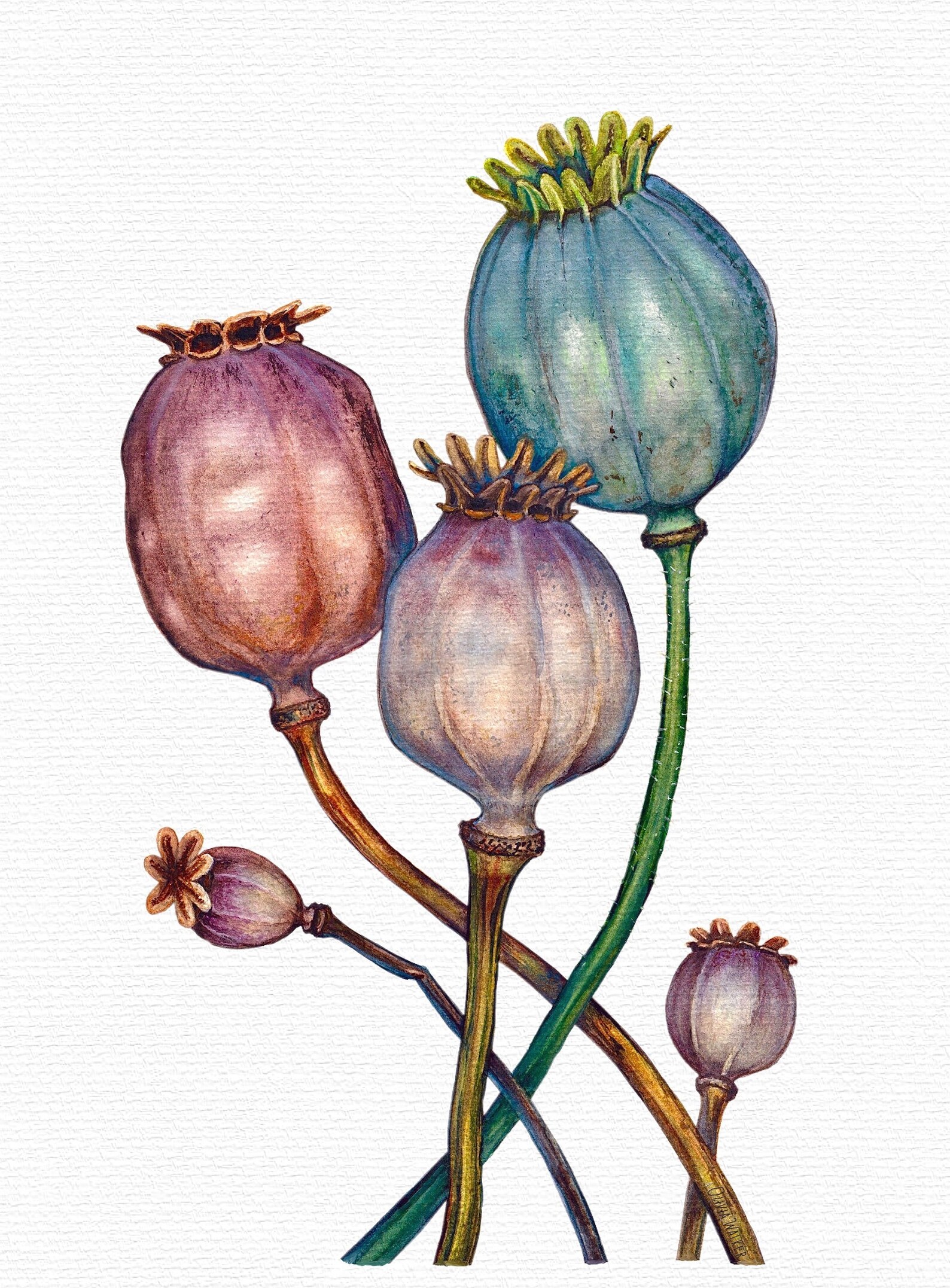 Poppy Seed Heads art print. Poppy picture. Botanical print. Etsy