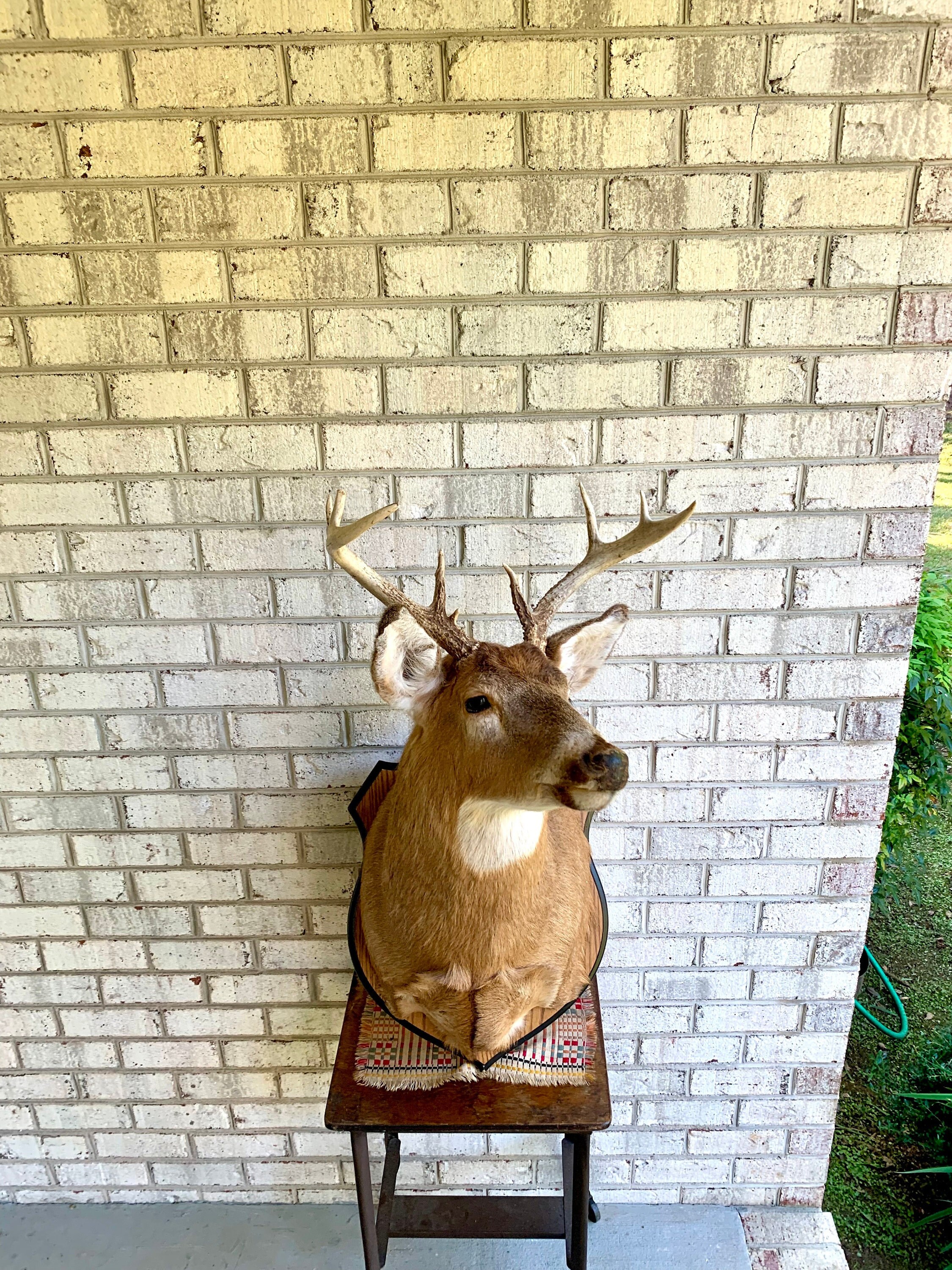 Vintage Deer Wall Mount | Taxidermy Deer Head Mount | 8 Vintage Deer Wall Mount | Taxidermy Deer Head Mount | 8
