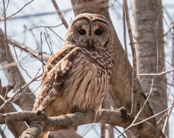Barred Owl Photograph, Owl Art Print, Michigan Nature