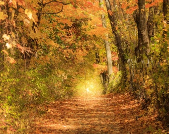 Autumn Hiking Trail Photography Print, Michigan Landscape