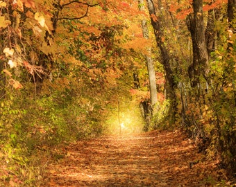 Photographie d’automne, Photographie d’automne, Feuilles d’automne, Feuillage d’automne, Art des couleurs d’automne, Photo de paysage d’automne, Décor d’automne, Photographie du Michigan