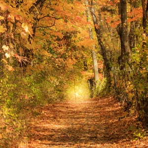 Autumn Hiking Trail Photography Print, Michigan Landscape