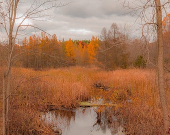 Fall Photography, Autumn Photography, Fall Leaves, Fall Colors Art, Fall Landscape, Autumn Foliage, Fall Décor, Wetland, Michigan Nature