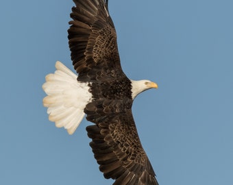 Bald Eagle Photo, Bald Eagle Print, Bald Eagle Picture, Eagle Photography, Flying Eagle, Bird of Prey Photo, Eagle Decor, Iowa Eagle