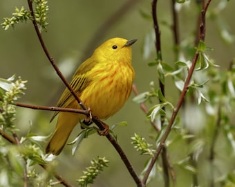 Warbler Photography, Yellow Warbler Print, Yellow Warbler Picture, Yellow Warbler Photo, Yellow Bird Photo, Warbler Art, Bird Decor