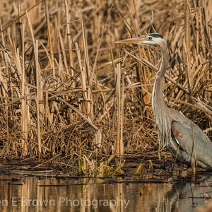 Great Blue Heron Photo, Blue Heron Picture, Blue Heron Print, Wading Bird Photo, Marsh Bird Picture, Bird Decor, Michigan Bird