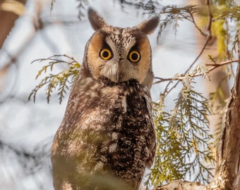 Owl Photography, Long-eared Owl Picture, Owl Photo, Owl Art, Owl Decor, Owl Nature Print, Bird of Prey, Owl Photography, Michigan Owl