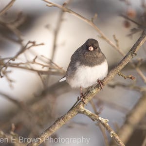 May include: A small bird with a gray head and back, white belly, and a pink beak perches on a tree branch. The bird is the focal point, set against a blurred background of branches and soft light. The image is a nature photograph.
