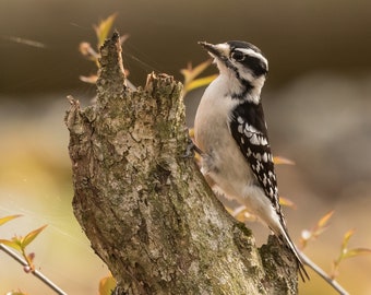 Downy Woodpecker Photograph, Downy Woodpecker Print, Woodpecker Picture, Woodpecker Art, Bird Photography, Nature Print, Michigan Bird