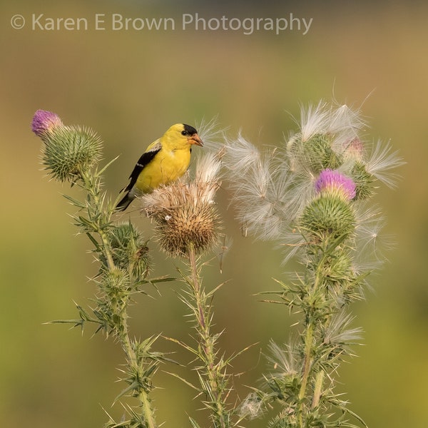 Goldfinch Photography, American Goldfinch, Goldfinch Print, Goldfinch Picture, Songbird Art, Yellow Bird Picture, Bird Decor, Michigan Bird