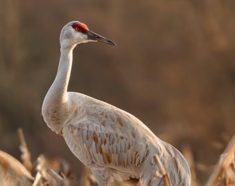 Sandhill Crane Photo, Sandhill Crane Print, Sandhill Crane Picture, Sandhill Crane Art, Sandhill Crane Wall Decor, Wildlife Art, Nature Art