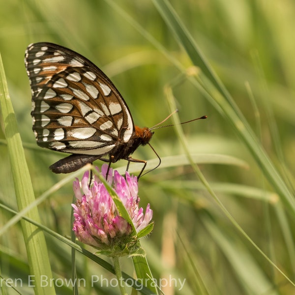 Regal Fritillary Butterfly Photo, Butterfly Photography, Butterfly Print, Butterfly Art, Butterfly Decor, Rare Butterfly, Nature Photography