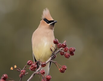 Cedar Waxwing Photo, Cedar Waxwing Print, Cedar Waxwing Art, Cedar Waxwing Bird, Bird Art, Bird Photography, Fine Art Print, Nature Decor