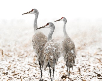 Sandhill Crane Photography, Sandhill Crane Print, Sandhill Crane Picture, Sandhill Cranes in Snow, Sandhill Crane Decor, Winter Landscape