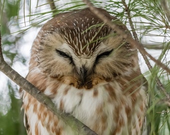 Northern Saw-whet Owl Photo, Saw-whet Owl Picture, Owl Print, Sleeping Owl, Owl Photography, Owl Art, Owl Decor, Nature Art