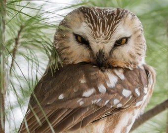 Northern Saw-whet Owl Photograph, Saw-whet Owl Print, Owl Picture, Owl Print, Photo of an Owl, Owl Photography, Owl Art, Owl Decor, Wildlife