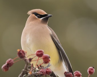 Cedar Waxwing Photo, Cedar Waxwing Print, Cedar Waxwing Art, Cedar Waxwing Bird, Bird Art, Bird Photography, Fine Art Print, Nature Decor