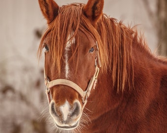 Horse Photography, Photo of a Horse, Horse Picture, Horse Portrait, Red Horse Photo, Horse Art, Rustic Decor, Farmhouse Decor