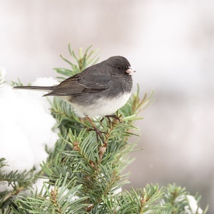 May include: A small, dark gray and white bird perched on a snow-covered evergreen tree branch. The bird has a white breast and a dark gray head and back.