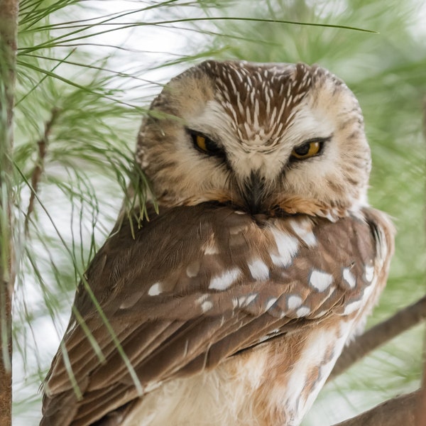 Northern Saw-whet Owl Photograph, Saw-whet Owl Print, Owl Picture, Owl Print, Photo of an Owl, Owl Photography, Owl Art, Owl Decor, Wildlife