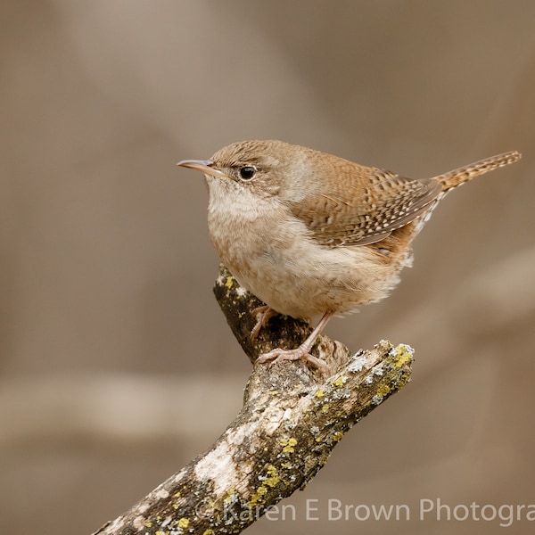 Wren Print - Etsy