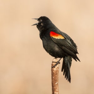 Red-winged Blackbird Photo, Red-winged Blackbird Print, Blackbird Picture, Blackbird Art, Blackbird Decor, Blackbird Photography, Nature Art