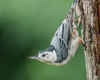 White-breasted Nuthatch Photo, Nuthatch Print, Picture of a Nuthatch, Nuthatch Picture, Nuthatch Art, Bird Décor, Bird Art, Michigan Bird