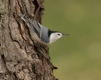 White-breasted Nuthatch Photo, Nuthatch Print, Picture of a Nuthatch, Nuthatch Picture, Nuthatch Art, Bird Décor, Bird Art, Michigan bird