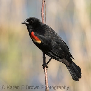 Red-winged Blackbird Photo, Red-winged Blackbird Print, Blackbird Picture, Blackbird Art, Blackbird Decor, Blackbird Photography, Nature Art