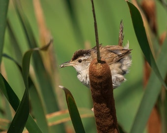 Marsh Wren Photograph, Marsh Wren Print, Wren Photo, Wren Picture, Wren Art, Wren Decor, Bird Artwork, Nature Photo, Michigan Bird