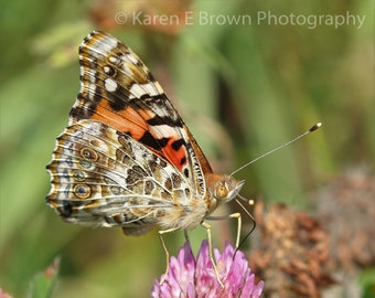 Butterfly Picture, Painted Lady Butterfly Photo, Butterfly Print, Insect Photography, Butterfly Art, Butterfly Decor, Wildflower Picture