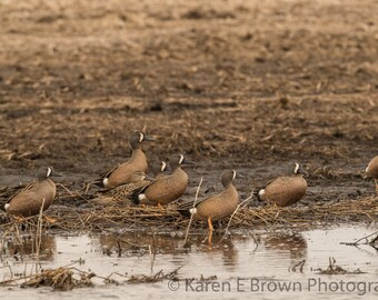 Blue-Winged Teal Duck Photograph, Wildlife Nature Print