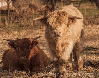 Scottish Highland Cow Photography, Highland Cow Picture, Highland Cow Art, Rustic Decor, Bovine Photo, Shaggy Cows, Farm Animal Photo